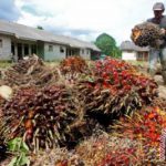 Parlemen Eropa tak ikhlas sawit Indonesia maju