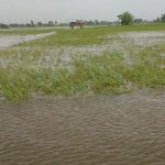 Puluhan hektar sawah di Aceh Utara terendam banjir