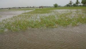 Puluhan hektar sawah di Aceh Utara terendam banjir