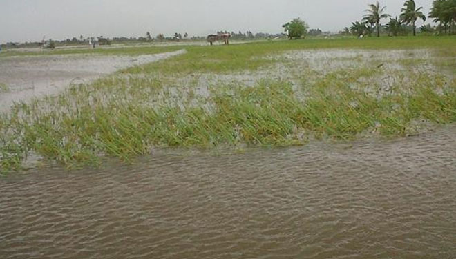 Puluhan hektar sawah di Aceh Utara terendam banjir