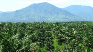 Bupati Aceh Utara minta camat kembangkan potensi SDA