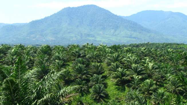 Dituduh gunakan hutan tanpa izin, KRR laporkan 33 