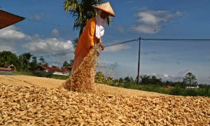 Bulog siap serap gabah petani di Aceh