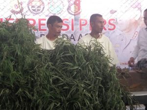 Penanam pohon ganja di Aceh Besar diduga pemain lama