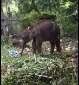 Anak gajah baru lahir, Gubernur Aceh langsung beri nama Intan Setia