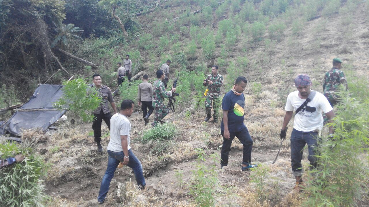 Aparat gabungan musnahkan ladang ganja seluas 2 Hektare di Aceh besar