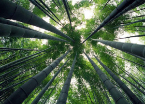 Bambu tanaman sejuta manfaat yang sepi peminat