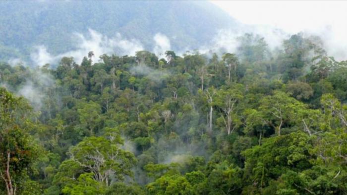 Perhutanan Sosial, peluang bagi Pemerintah Aceh