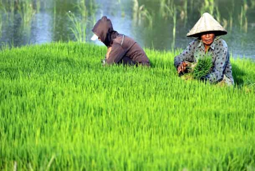 Perluasan cetak sawah baru di Aceh Selatan seluas 613,2 hektare