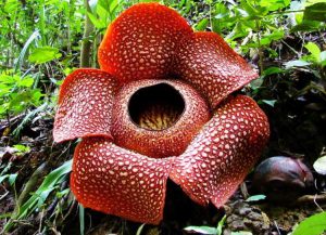 Rafflesia, bunga misterius yang butuh sentuhan peneliti