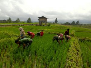 Petani Aceh Utara tanam padi sebelum Ramadhan