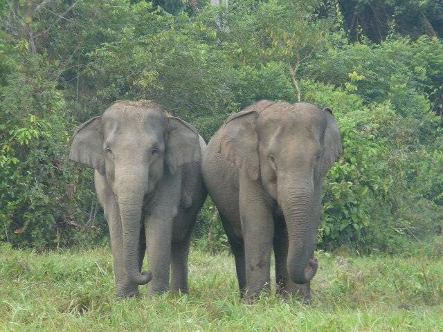 Gajah liar mengamuk di perkebunan Bener Meriah