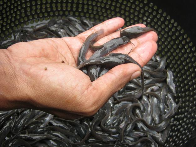 Pemkab Aceh Barat bagikan 500 ribu bibit ikan