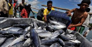 Produksi ikan tuna di Lampulo 2.459 ton