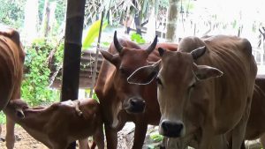 Di Langsa ada anak sapi berkaki lima