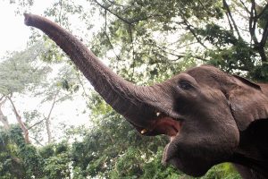 Seekor Gajah tewaskan pelatihnya dengan ayunan belalai