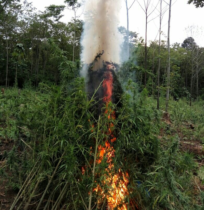 Polres Aceh Besar musnahkan ladang ganja seluas 2 hektar