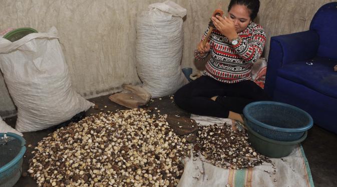 Di Lhokseumawe, harga kemiri kembali