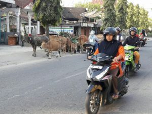 Sapi dan kerbau berkeliaran di Langsa