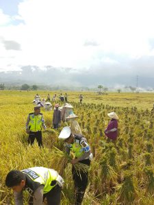 Puluhan personel Polantas Aceh Besar terjun ke sawah