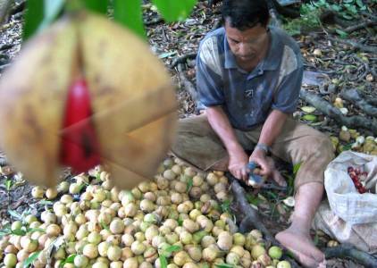 Pengusaha penyulingan pala di Aceh Selatan merugi