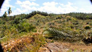 Puluhan hektar tanaman sawit di Leuser dihancurkan