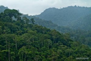 Kurang perhatian, banyak hutan adat tidak jelas di Aceh