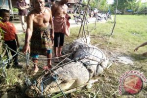 Warga Aceh Singkil tangkap buaya sepanjang 4,5 meter
