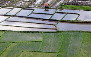 Kementerian Pertanian mengeluh dana program cetak sawah terbatas