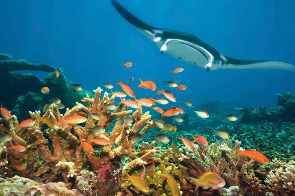 Kemenpar akui pesona bawah laut Sabang sudah mendunia