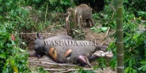 Dua ekor gajah di Aceh Timur mati diduga kesetrum