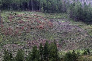 Perusak Hutan Pining Gayo Lues didenda Rp10 juta