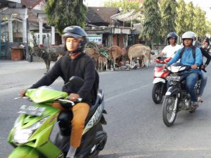 Hewan ternak di Langsa masih berkeliaran di jalan