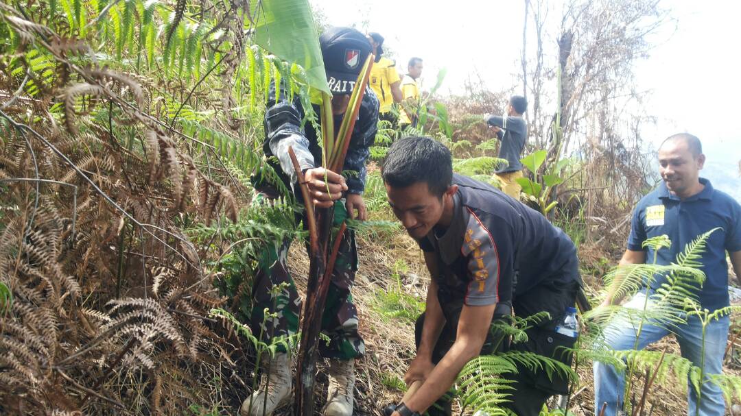 Tanam pohon pisang cegah kebakaran