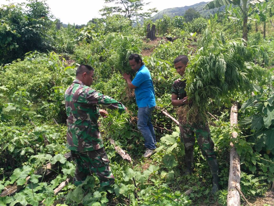 Personel Kodim 0102 temukan ladang ganja di Glumpang Tiga