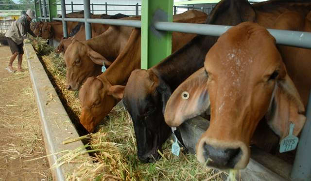 Penyaluran bantuan sapi dari Pemkab Pidie Jaya harus transparan