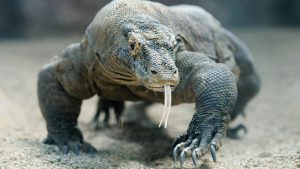 Peneliti AS mampu buat antibiotik baru dari dari komodo