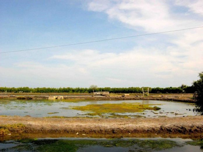 tambak_terlantar Puluhan tahun, 48 Hektare tambak di Pijay dibiarkan terlantar