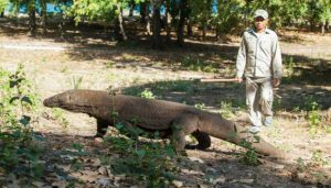 Asyik memotret, fotografer ini digigit komodo