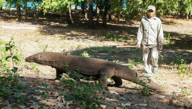 Asyik memotret, fotografer ini digigit komodo