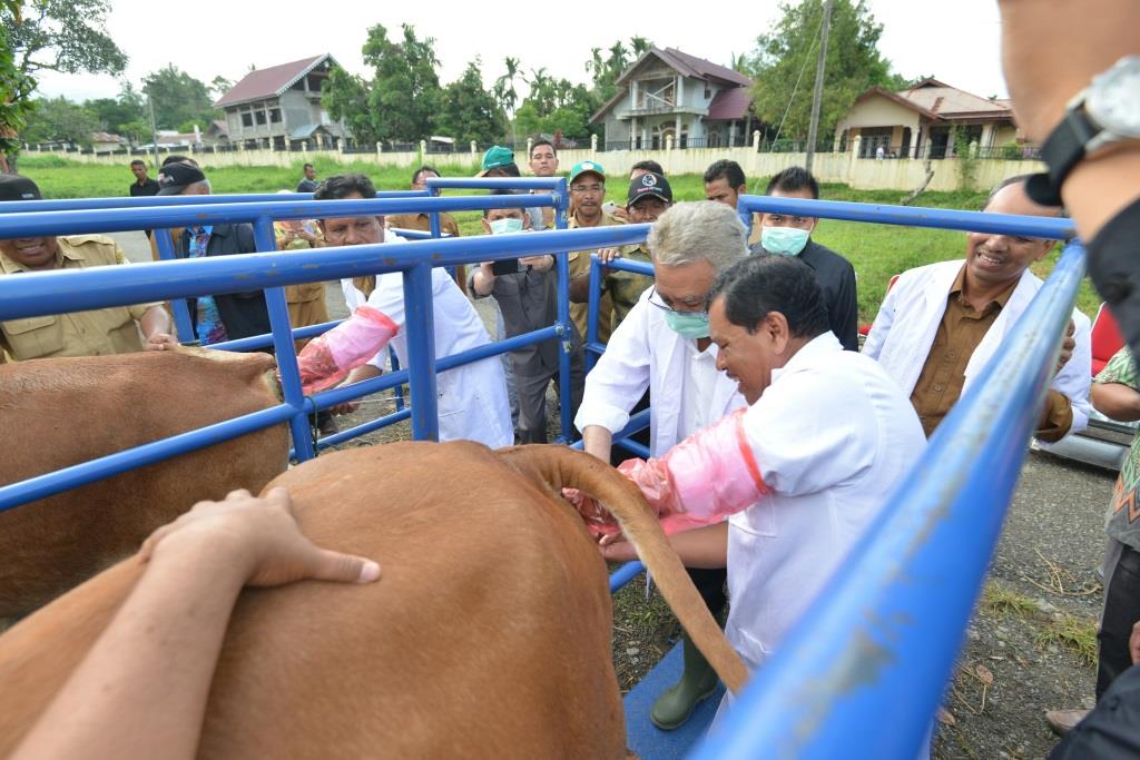 Gubernur: Program inseminasi buatan percepat pengembangan sapi Aceh