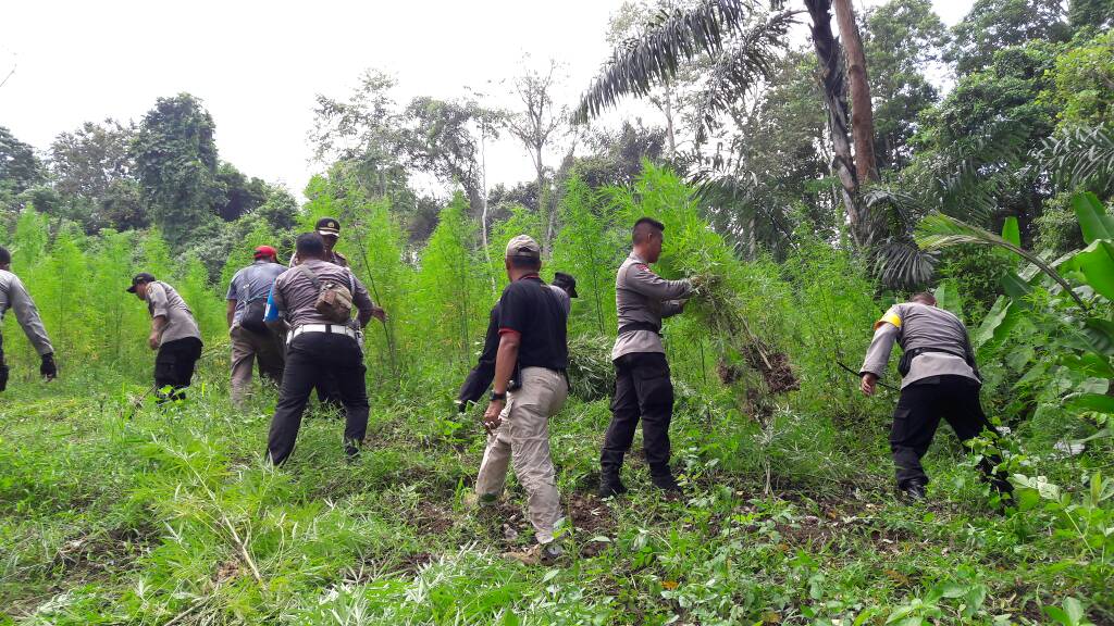 Polisi temukan 6 hektar ladang ganja di Aceh Utara