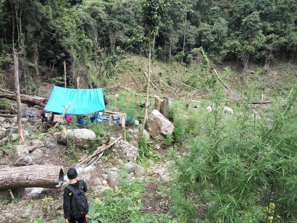 Polisi musnahkan 8 hektar ladang ganja di Indrapuri