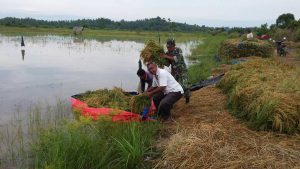 Petani di Muara Satu panen padi yang terendam banjir