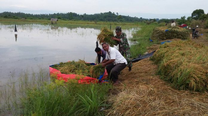 IMG-20170521-WA0079 Petani di Muara Satu panen padi yang terendam banjir