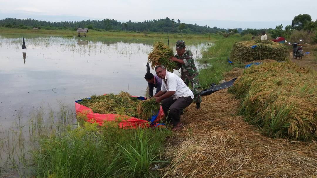 Petani di Muara Satu panen padi yang terendam banjir