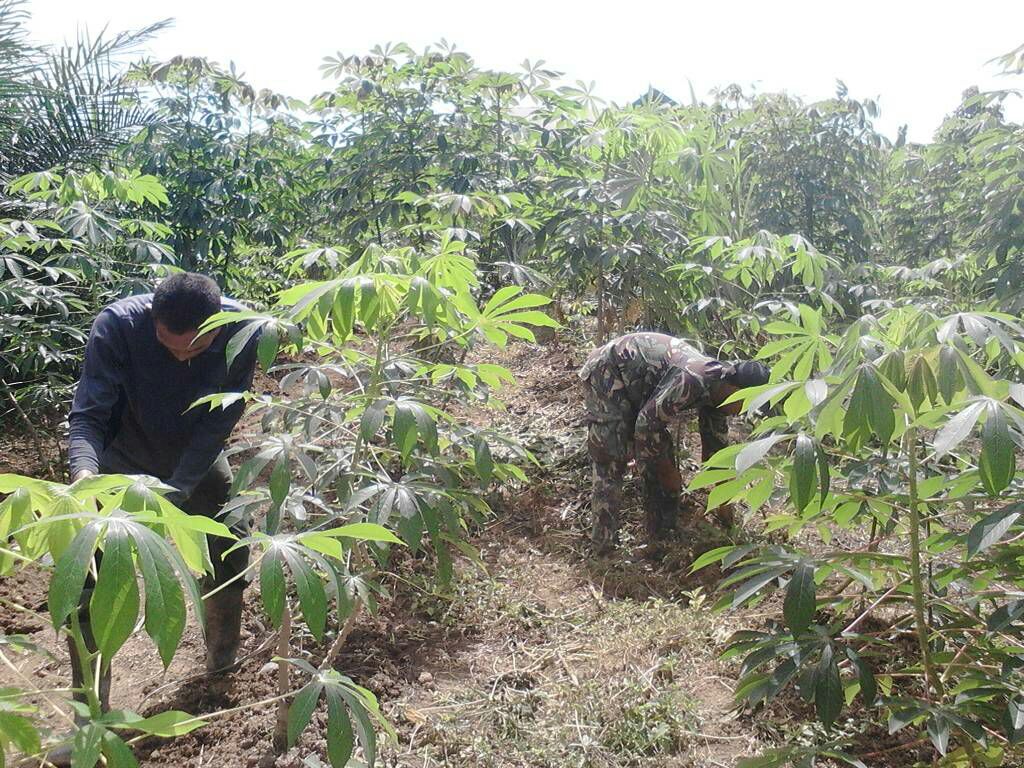 Koramil Nibong bersihkan ladang kelompok tani