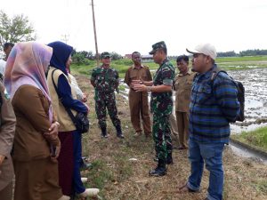 Wujudkan swasembada pangan, Danrem 011 tinjau lahan sawah Peudada