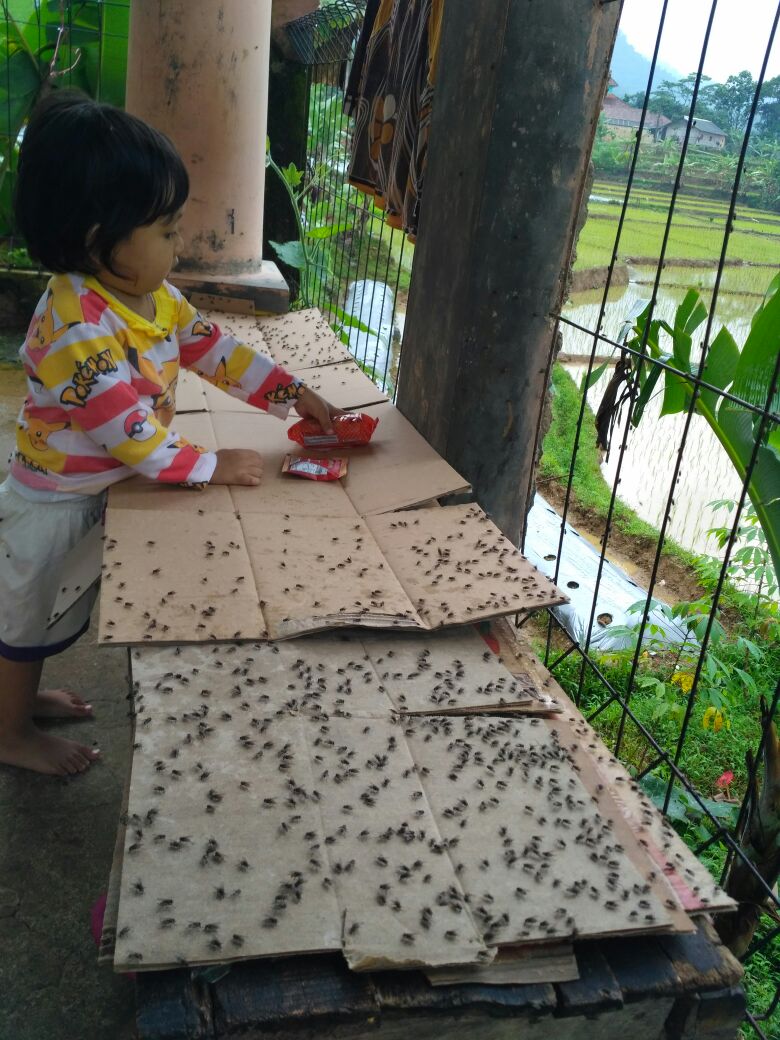 Lalat serbu pemukiman warga di Langsa