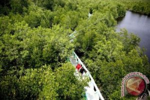 85% hutan mangrove Aceh Tamiang rusak